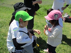 もも組といちご組がだんごむしをみつけて楽しんでいます