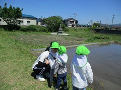 もも組が田んぼをのぞいています