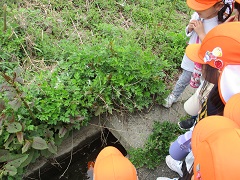 ばなな組がヨモギを見ています