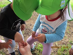 もも組がダンゴムシを見つけました