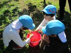 みかんを食べています