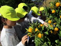 みかんを選んでいます