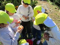 みかんを食べ比べしています