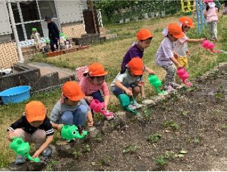 夏野菜の水やりをしています