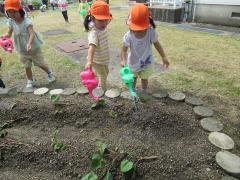 畑に植えた夏野菜に水やりをしています。