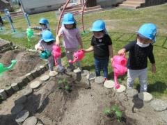 畑の野菜に水やりをしています。