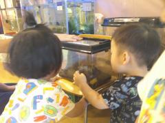 飼育ケースで育てているカブトムシを見ています