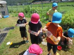 畑の花を使って色水遊びをしています