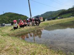 田んぼのオタマジャクシを見ています。