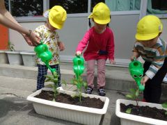 野菜の苗を植えて、水やりをしています