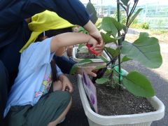 なすを収穫しています