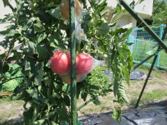 真っ赤に育ったトマト