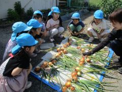 去年から育てていた玉ねぎを収穫し、数を数えています