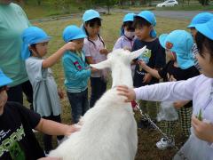 ヤギをなでています。