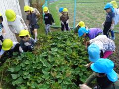 畑がさつまいものつるでいっぱいです。