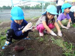 サツマイモを掘っています。