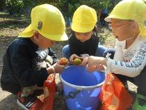 みかんを食べている