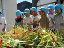 稲の苗を見ている子ども達