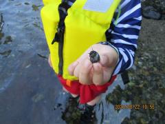 海の生き物に触っている