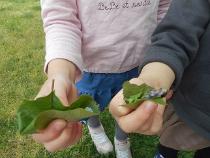 お花で作った柏もち