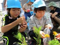 すりこぎでつぶしている