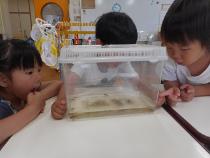 おたまじゃくしの観察