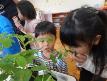 野菜の苗を見ている