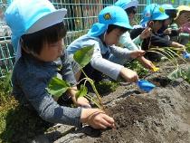 いろいろな野菜の苗を植えている