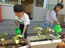 水やりをしている