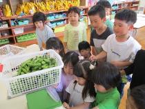 大収穫となった枝豆