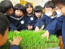 お米の苗を見ている