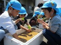 おいしいお米ができますようにと稲を植えている