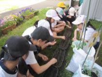 二十日大根の種を植えました