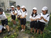 掘ったじゃがいもを持っています