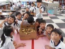 収穫したじゃがいもです