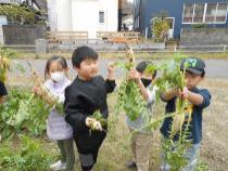 大根を収穫しています