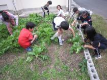 大根とかぶを収穫しています