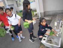 野菜を洗っています