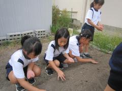 種まきをしています