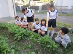 大きくなった大根を観察しています