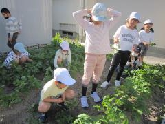 畑でじゃがいもの芽かきをしています