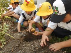 畑でじゃがいもほりをしています