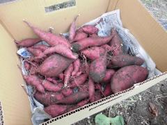 大きいお芋が掘れました