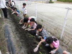 さつま芋の苗植え