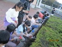 ビオラを植えています