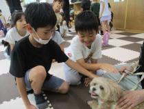 犬を撫でています