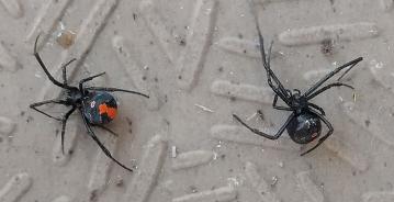 セアカゴケグモの写真。腹部に赤い模様があります。