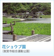 花ショウブ園の画像
