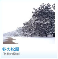 冬の松原の画像