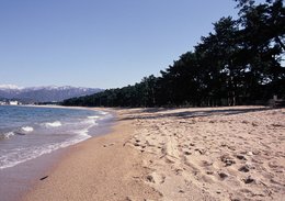 気比の松原の画像